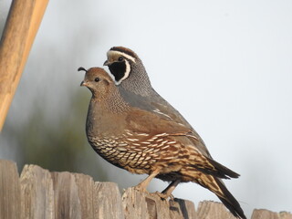 Quail pair