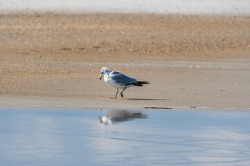 Gull Looking at Own Reflection