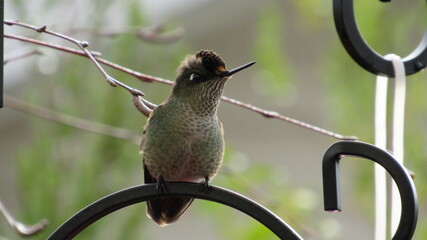 colibríes, casa, lago, volcán, montaña, playa, calle