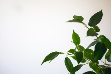 Fototapeta na wymiar Simple minimalist photo of ficus benjamina natasja with green leaves