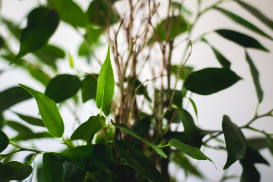 Simple minimalist photo of  ficus benjamina natasja with green leaves