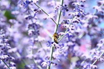 Honigbiene auf einer Blauraute