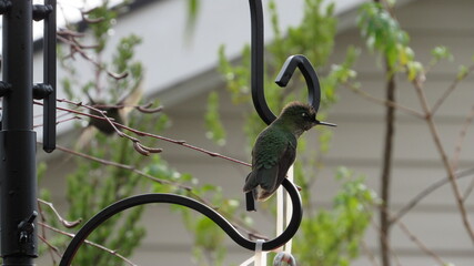 colibríes, casa, lago, volcán, montaña, playa, calle © Victor 