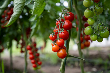 Beautiful red ripe cherry tomatoes
