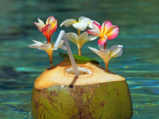 Coconut Cocktail - Fresh Coconut Water Drink with Plumeria Frangipani