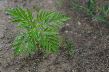 Close up image of a green small sprout of ragweed grows on the ground. strong allergen, danger to people with allergies to ragweed and plants.