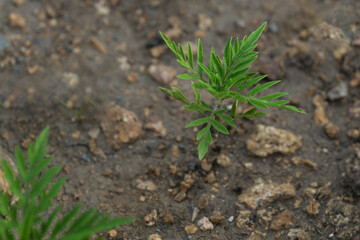 a green small sprout of ragweed grows on the ground. strong allergen, danger to people with...