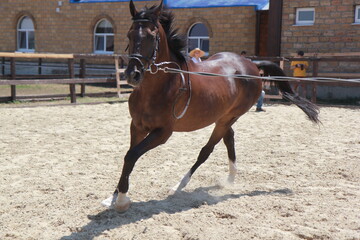 horse and rider on a horse