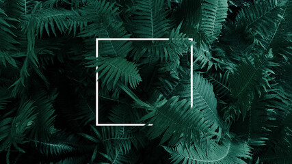 frame fern © Paulina