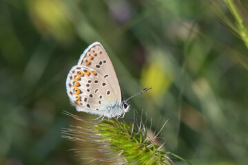 Lycaenidae / İdas Mavisi / / Plebejus idas