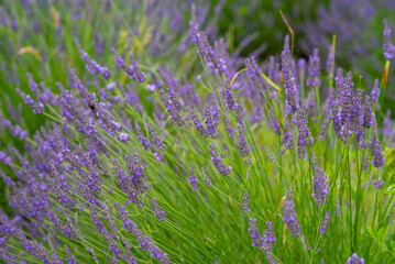 Obraz premium Lavender flower blooming scented fields as nature background, Czech republic