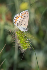 Lycaenidae / İdas Mavisi / / Plebejus idas