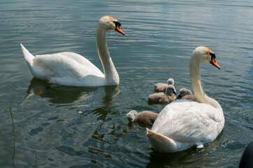 Obraz premium a white swan female with small swans swims in a pond