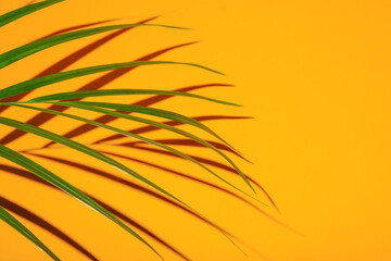 shadow from palm tree branch on a yellow background. High quality photo