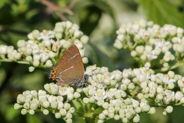 Lycaenidae / Karaağaç Sevbenisi / / Satyrium w-album