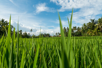 Rice fields in Ubud