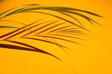 shadow from palm tree branch on a yellow background. High quality photo