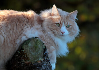 Naklejka premium A norwegian forest cat resting on a stump in autumnal forest