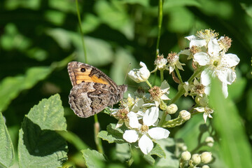 butterfly on a flower