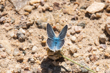 common blue butterfly
