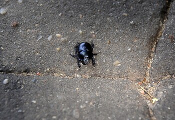 Insekty