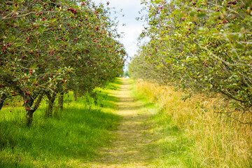 A photo of beautiful cherry trees with cherries in orchard, Czech republic
