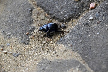 Insekty