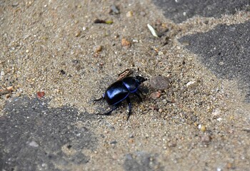 Insekty