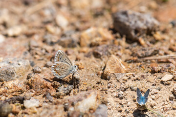 butterfly on the ground