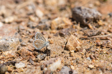 butterfly on the ground