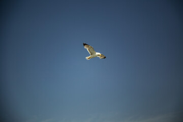 Single sea gull flying against background of blue sky above the water