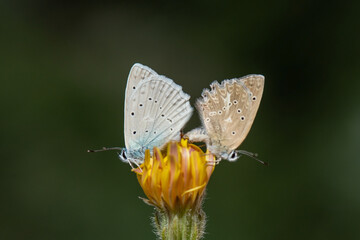 Lycaenidae / Çokgözlü Dafnis / / Polyommatus daphnis
