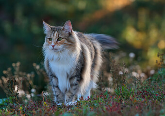 A tortoiseshell norwegian forest cat in meadow