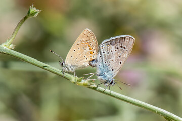 butterfly on a leaf