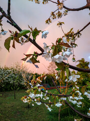 blooming apple tree © Kamila