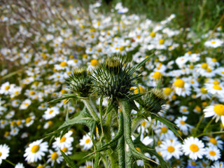 flower of a camomile © Kamila