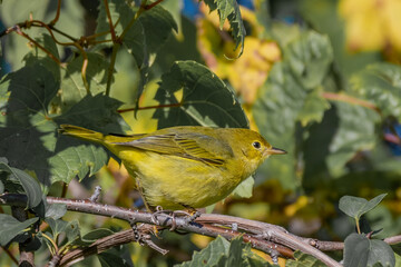 wilson's warbler