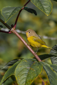 Nashville Warbler