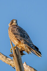 peregrine falcon