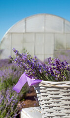 white basket with blooming lavender knitting bouquets on front, close up on a field background