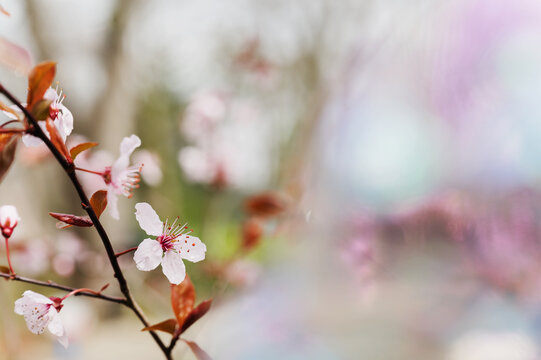 Spring blossoms on tree branch