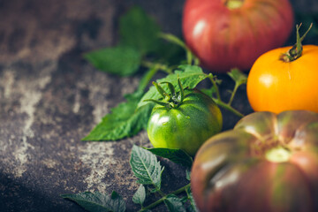 Fresh, ripe multi colored tomatoes on a dark background. Organic food.