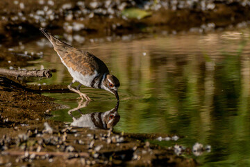 kildeer