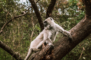 big gray monkey sits on a tree in the forest