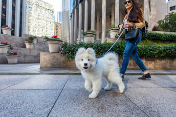 USA, California, San Francisco, Samoyed puppy on walk in city
