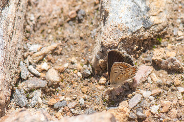 butterfly on the ground