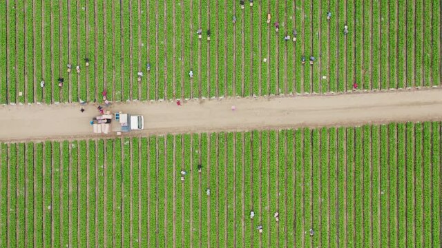 4K aerial top down time lapse of people working on a green field. Farm workers are picking up strawberries between vertical rows. Plant based food business, agriculture, vegetarian concept, USA