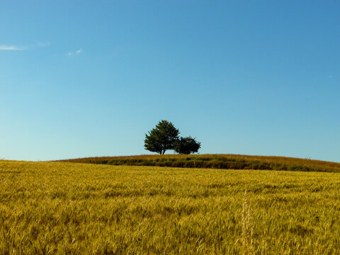 green field and blue sky © Kamila