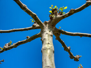 Tree against the blue sky.