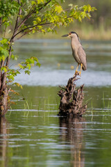 black-crowned night heron